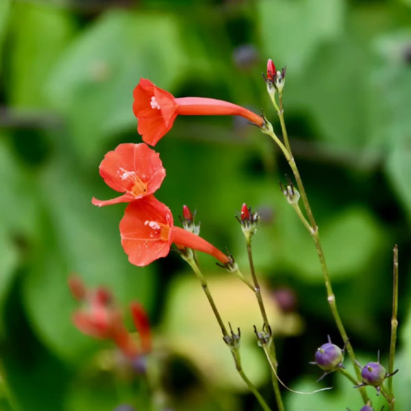 W956 Orange-Red Roundleaf Morning Glory, 20 Seeds