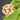 Hoya rigidifolia, 4 Cuttings