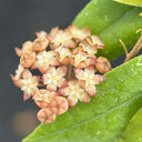 Hoya rigidifolia, 4 Cuttings