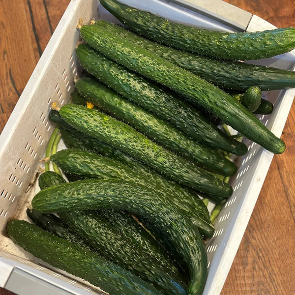 Boya 533 Cucumber, 50 Seeds