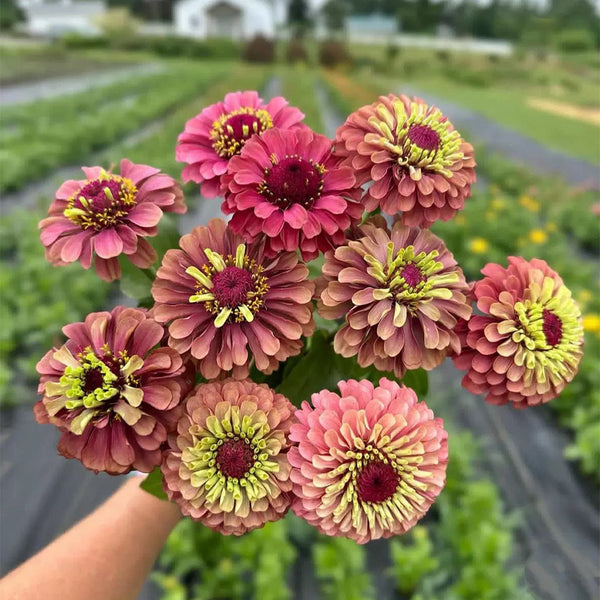 Zinnia elegans 'Queeny Lime Red', 5 Seeds