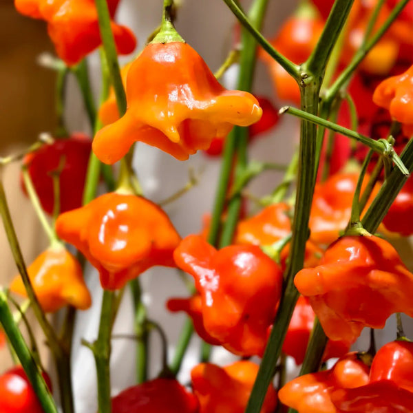 Bishop's Hat Pepper, 50 Seeds