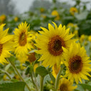 'Smiling Face' Ornamental Sunflower Seeds, 2g