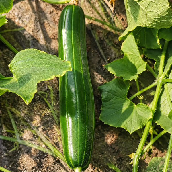 U2617 Huanghe Crisp Vegetable Melon, 200 Seeds