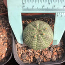 Euphorbia obesa 'Baseball' Live Succulent, 2-3cm