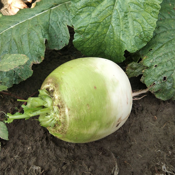 'Xinlimei' Red Heart Radish Seeds, 10g