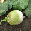 'Xinlimei' Red Heart Radish Seeds, 10g