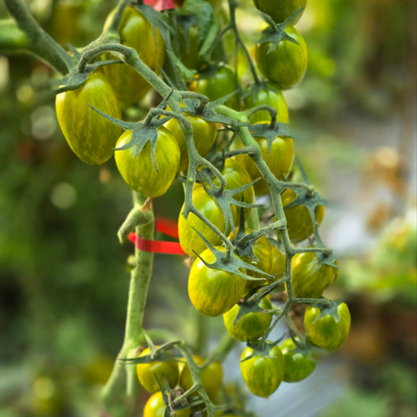 626 Boar's Tooth Tomato, 5 Seeds
