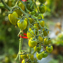 626 Boar's Tooth Tomato, 5 Seeds