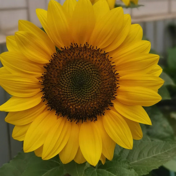 Dwarf Potted Sunflower Seeds, 5g