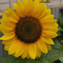 Dwarf Potted Sunflower Seeds, 5g