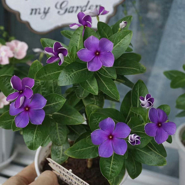 Blue Madagascar Periwinkle Seeds, 100 Seeds