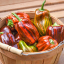 'Candy' Sweet Pepper Seeds, 3 Seeds