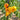407 Cœur de Zèbre Abricot Tomato, 5 Seeds