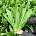 All-Season Youmai Cai Seeds, 10g