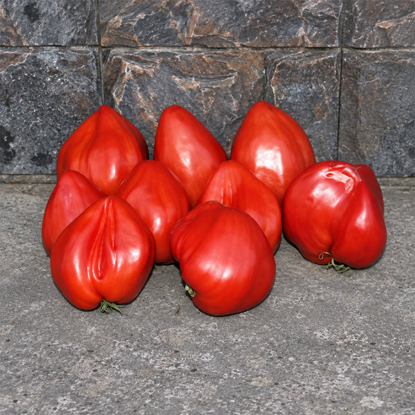 387 Cuore Antico di Acqui Terme Tomato, 5 Seeds
