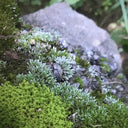 Silver Moss Seeds, 500 Seeds