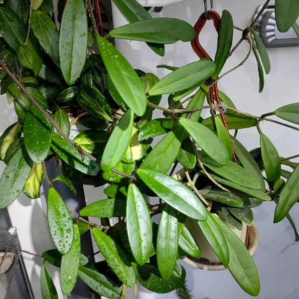 Hoya carnosa 'Jade', 5 Cuttings