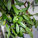 Hoya carnosa 'Jade', 5 Cuttings