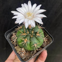 Gymnocalycium eurypleurum, 3-4cm