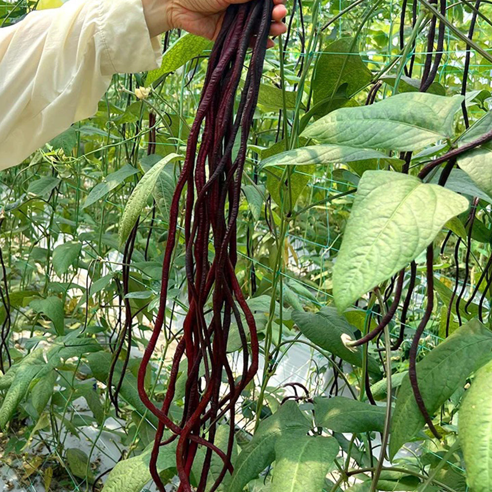 Spring-Autumn Red Cowpea Seeds, 5 × 10g Bags