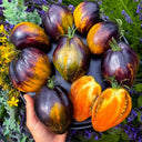 Ochre Veil Tomato, 5 Seeds
