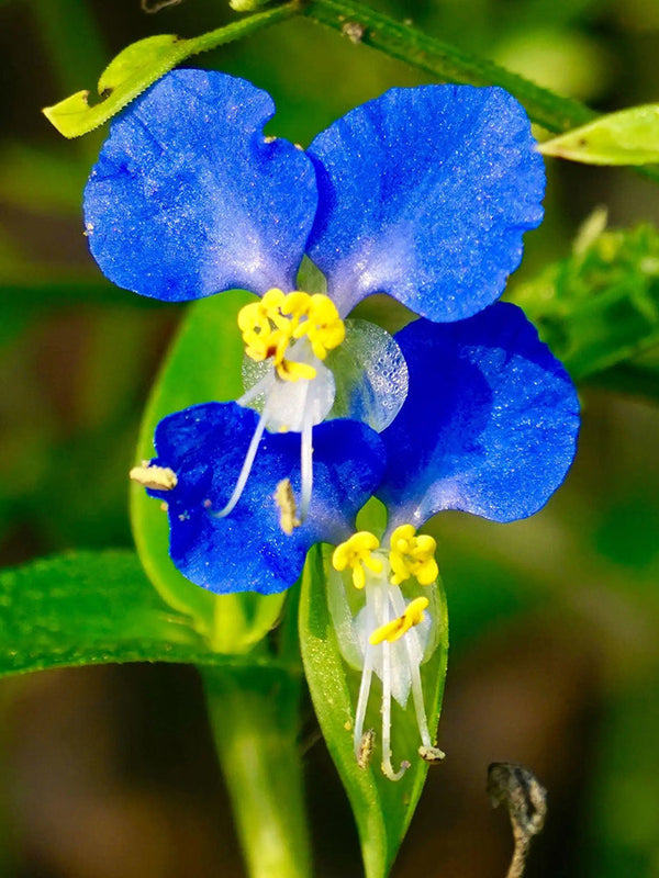 Asiatic Dayflower