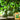 Hezhichun Giant Bottle Gourd, 10 Seeds