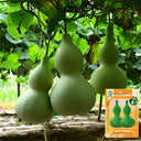 Hezhichun Giant Bottle Gourd, 10 Seeds