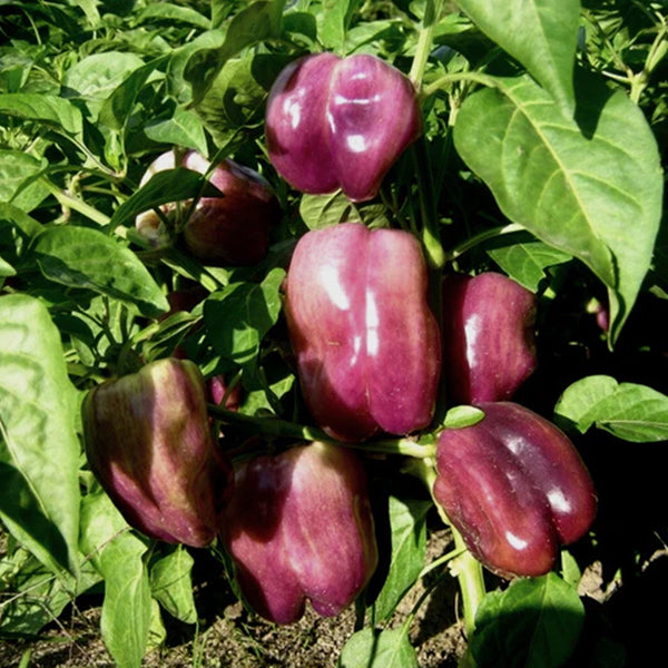 Violgo Sweet Pepper Seeds, 3 Seeds