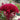 Hezhichun Red Cockscomb Seeds, 1g