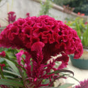 Hezhichun Red Cockscomb Seeds, 1g