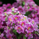 Poor man's Orchid (Schizanthus pinnatus) Seeds, 200 Seeds