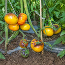 45 Wolverine Tomato, 5 Seeds