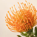 Orange Pincushion Protea, 2 Seeds