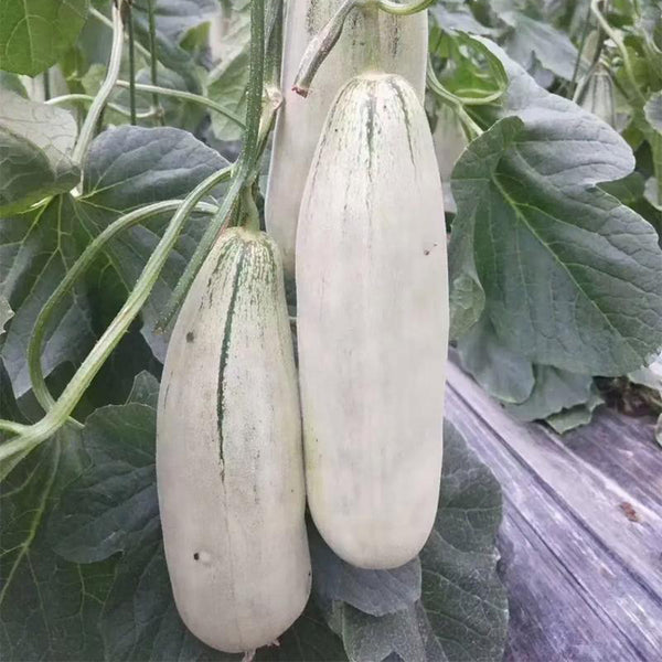 Flying 72 Sweet Melon F1 Hybrid, 20 Seeds