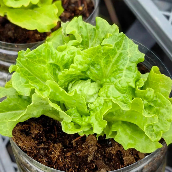 Lvmeng Lettuce Seeds, 30g
