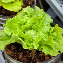 Lvmeng Lettuce Seeds, 30g