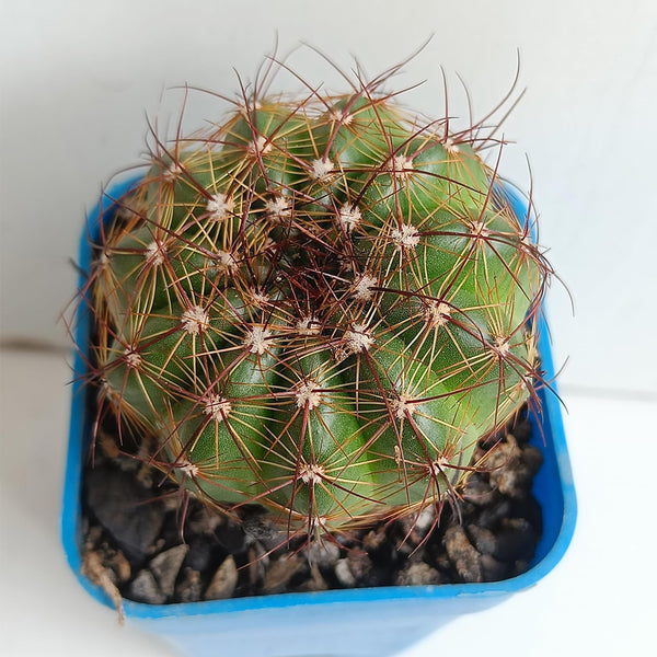 Parodia ottonis, 3-4cm