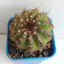 Parodia ottonis, 3-4cm