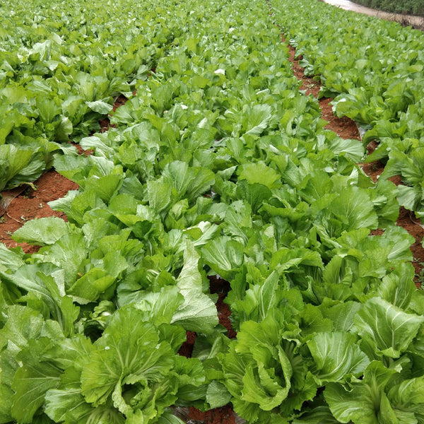 Jinlei Mustard Cabbage, 10g