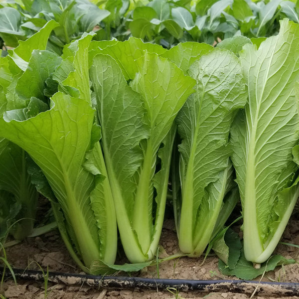 Four Seasons Bok Choy Seeds, 10g