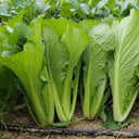 Four Seasons Bok Choy Seeds, 10g