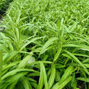 Meifeng No.1 Water Spinach Seeds, 20g