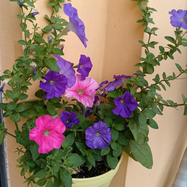 Petunia, 500 Seeds