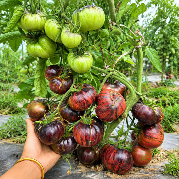 56 Rebel × Marsha's Beefsteak Tomato, 5 Seeds