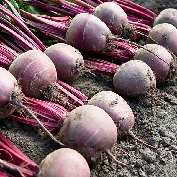 HC Purple Top Beet Seeds, 10g