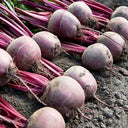 HC Purple Top Beet Seeds, 10g