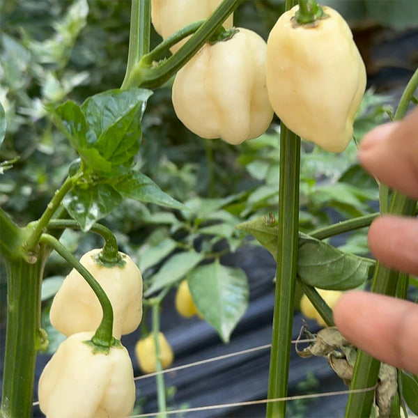 White Habanero Pepper, 5 Seeds