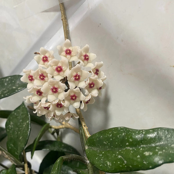 Hoya trinervia 'Splash', 5 Cuttings